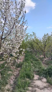 باغچه آباد
